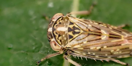 Idiocerus herrichi - photo 3
