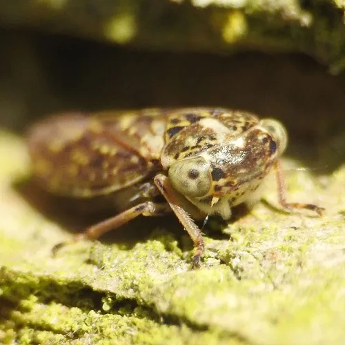 Idiocerus herrichi - photo 5