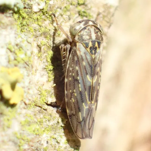 Idiocerus herrichi - photo 6