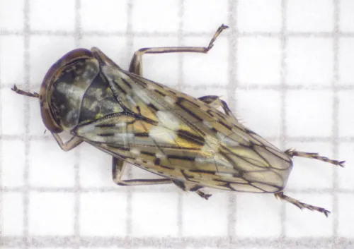 Idiocerus herrichi - photo 8