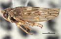 Idiocerus huachucae