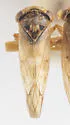 Idiocerus huachucae - photo 2