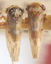 Idiocerus huachucae - photo 3