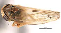 Idiocerus indistinctus - photo 3
