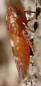 Idiocerus iodes - photo 2