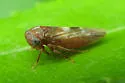 Idiocerus iodes - photo 3