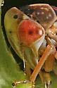 Idiocerus iodes - photo 4