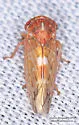 Idiocerus iodes - photo 5