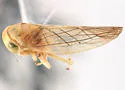 Idiocerus laribaeus - Idiocerus laribaeus