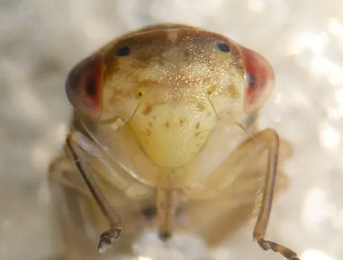 Idiocerus lituratus - photo 2