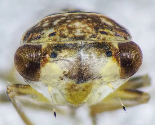Idiocerus lituratus - photo 3