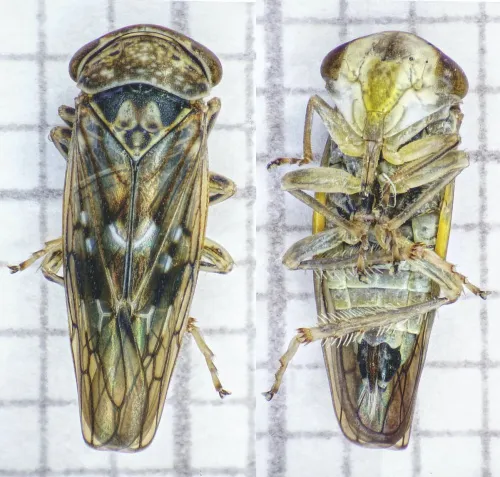 Idiocerus lituratus - photo 4