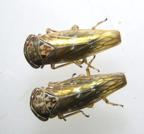 Idiocerus lituratus - photo 8