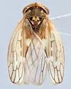 Idiocerus lucidae - photo 2
