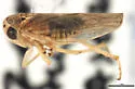 Idiocerus musteus - photo 3