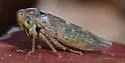 Undescribed Idiocerus Species - Idiocerus n-species