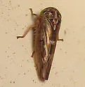 Undescribed Idiocerus Species - photo 2