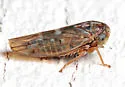 Undescribed Idiocerus Species - photo 3