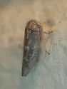 Undescribed Idiocerus Species - photo 4