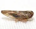Undescribed Idiocerus Species - photo 5