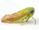 Idiocerus nervatus - photo 2