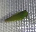 Idiocerus nervatus - photo 3