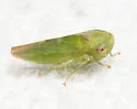 Idiocerus nervatus - photo 4