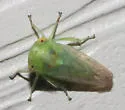 Idiocerus nervatus - photo 5