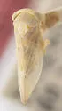 Idiocerus nogalinus - photo 5
