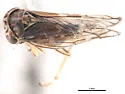 Idiocerus obstinatus