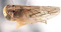 Idiocerus pacificus - Idiocerus pacificus