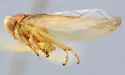 Idiocerus pericallis - Idiocerus pericallis