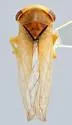 Idiocerus pericallis - photo 2