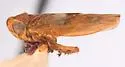 Idiocerus pictus - Idiocerus pictus