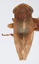 Idiocerus pictus - photo 2