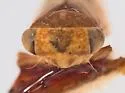Idiocerus pictus - photo 3