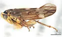 Idiocerus productus