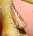 Idiocerus ramentosus - Idiocerus ramentosus