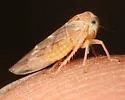 Idiocerus ramentosus - photo 2