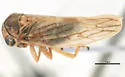 Idiocerus ramentosus - photo 3
