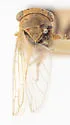 Idiocerus ramentosus - photo 4
