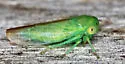 Idiocerus raphus - photo 2