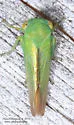 Idiocerus raphus - photo 3