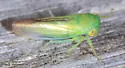 Idiocerus raphus - photo 4