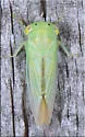 Idiocerus raphus - photo 5