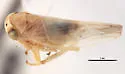 Idiocerus rotundens