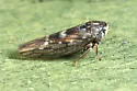Idiocerus setaceus - Idiocerus setaceus