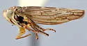 Idiocerus setaceus - photo 2
