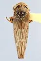 Idiocerus setaceus - photo 3