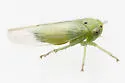 Idiocerus snowi
